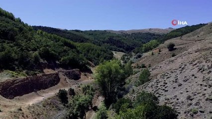 Kelebek gözlemcisi ve fotoğraf sanatçısı Yalçın: "Gümüşhane'de kelebek popülasyonu yok oluşun eşiğinde"