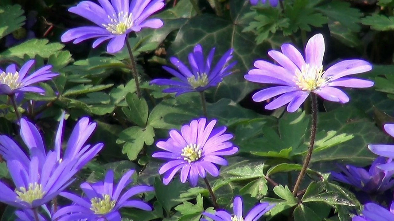 Die Wuhle  - eine Naturwanderung (Teil 2)