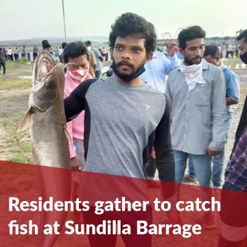 Several residents gather to catch fish at Telangana's Sundilla Barrage
