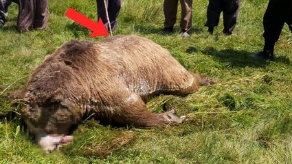 Silahla vurulan dev ayı, boğulduğu gölden traktör yardımıyla çıkartıldı