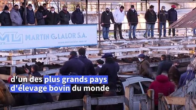 Souvenir du Buenos Aires rural, le marché au bétail de Liniers va quitter la capitale