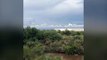 Avondale firefighters rescue man stuck in tree due to monsoon floods