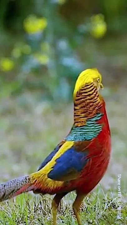 Beautiful Bird