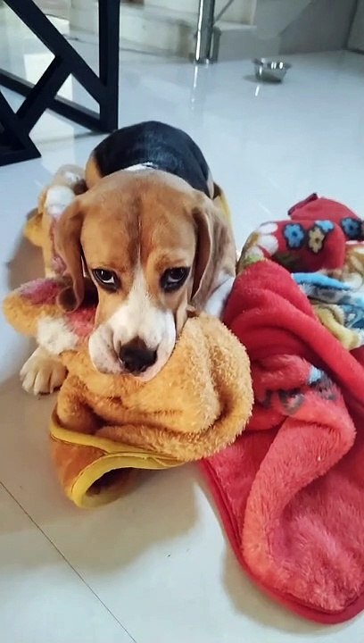 Beagle Comforted by Baby Blankets