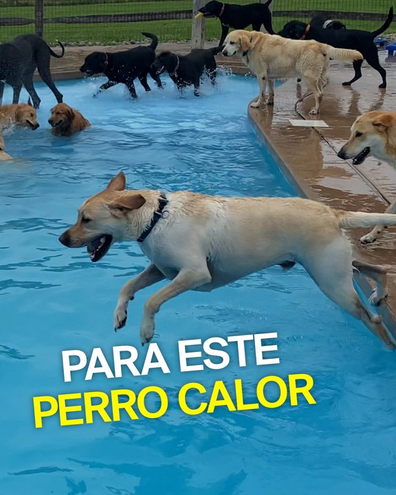 ¡Al agua, perros!
