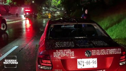 Al menos 17 árboles cayeron, luego de la intensa tormenta que azotó la ZMG