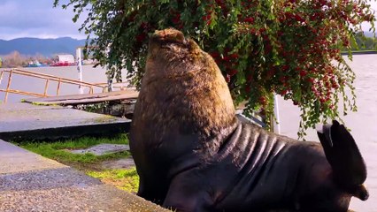 Astounding Collection of Animals  Nature Relax Ambient