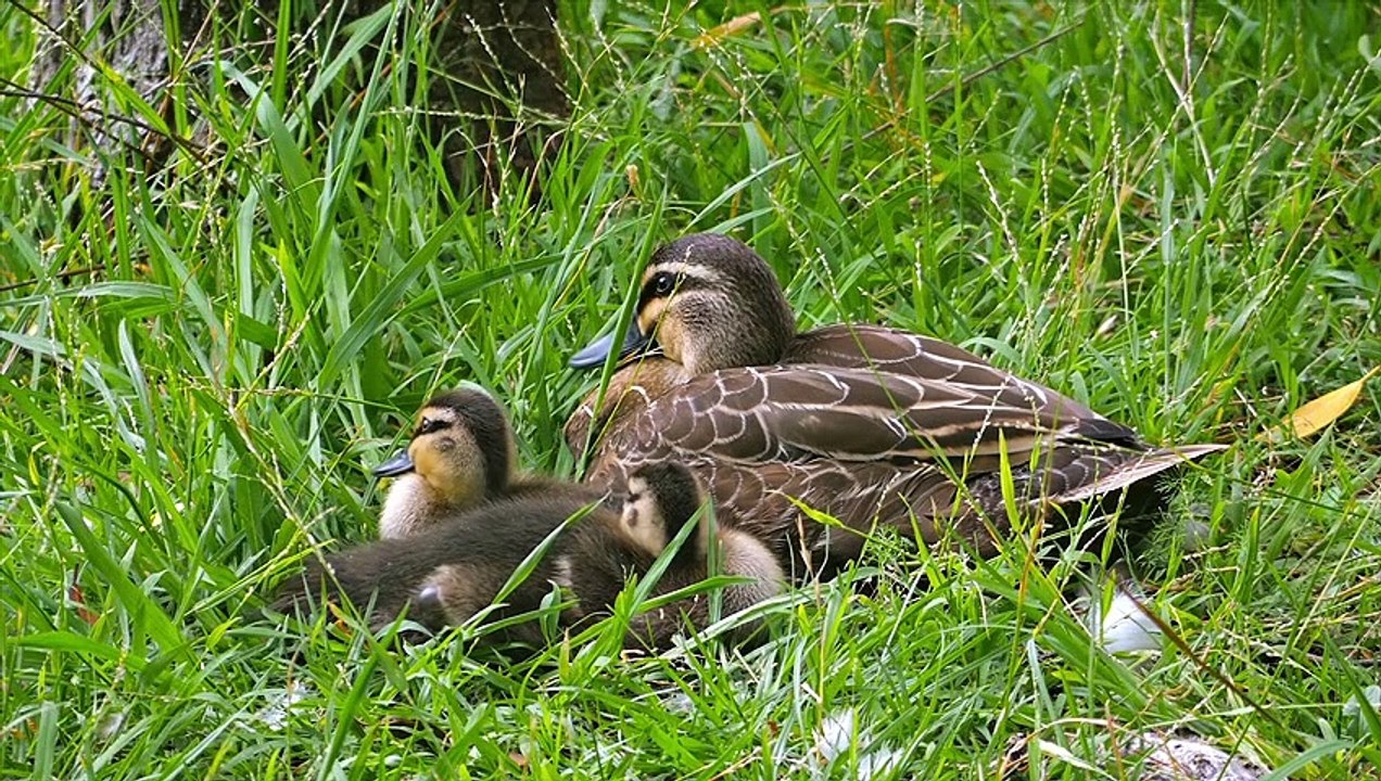 Ducks Animals Collection