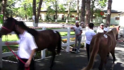 TİGEM tay satışından tek seferde 3 milyon 112 bin TL'lik gelir elde etti