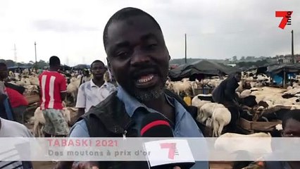 Tabaski 2021 - Des moutons à prix d'or