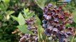 Cherries and berries 'baked on the vine'