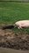 Tail Pulling Puppy Pesters Pot-Bellied Pig