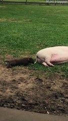 Tail Pulling Puppy Pesters Pot-Bellied Pig