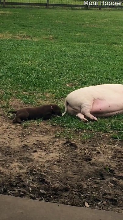 Tail Pulling Puppy Pesters Pot-Bellied Pig