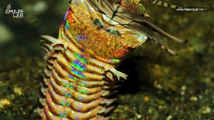 These Monster Worms Once Roamed the Ocean Floor 20 Million Years Ago