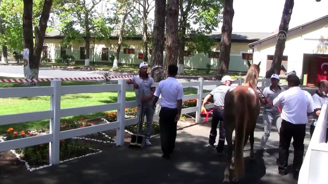 BURSA - Safkan Arap taylarının satışından 3,1 milyon lira gelir elde edildi