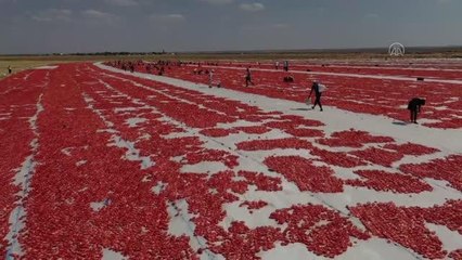 DİYARBAKIR - Karacadağ'da üretilen domates kurutulduktan sonra dünya sofralarına lezzet katacak (1)
