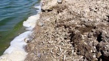 KONYA - Kuraklık May Barajı'nda balık ölümlerine neden oldu