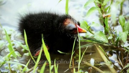 DDO - Laro-*Limicoles-Guépier, Martin-pécheur
