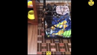 Funny Dogs | Cute baby Dog Videos | Dogs PRO Compilation 10
