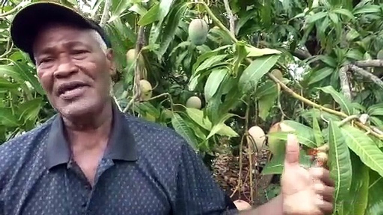 Regalan cosecha de mangos por falta mercado