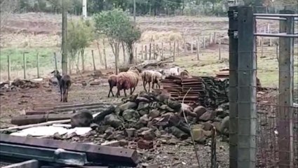 Télécharger la video: Duas pessoas são encaminhadas acusadas de maus tratos a animais na área rural de Cascavel