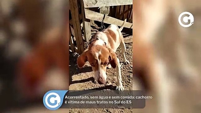 Acorrentado, sem água e sem comida cachorro é vítima de maus tratos no Sul do ES
