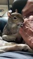 Feeding Our Special Needs Squirrel