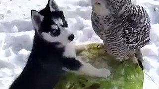 A Love Between Dog And Owl