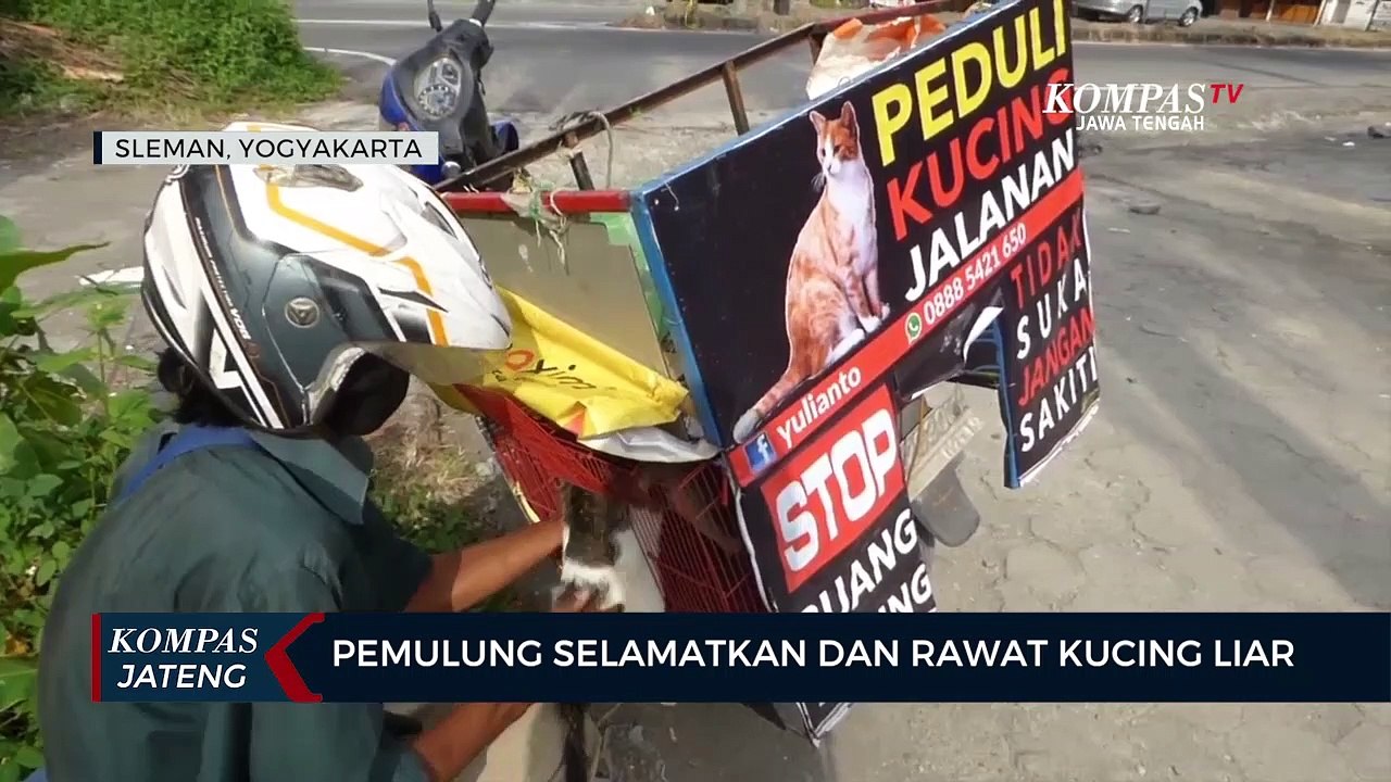 Pemulung Selamatkan dan Rawat Kucing Liar
