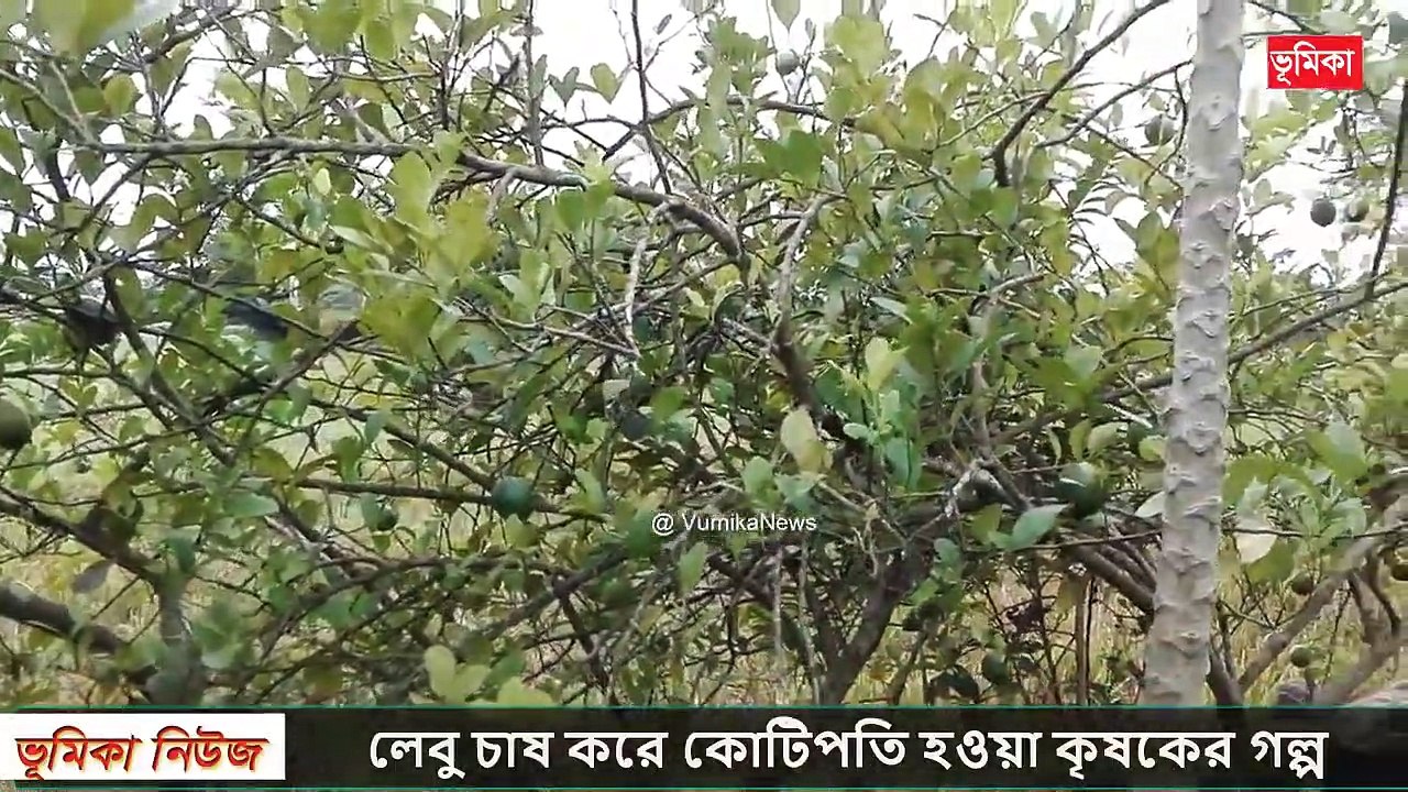 লেবু চাষ পদ্ধতি এবং লেবু চাষ করে কোটিপতি হওয়া কৃষকের গল্প |_vumika agro | Lemon Tree Air Layering | Vumika TV