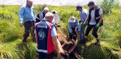 Bataklığa saplanan ineği itfaiye ekipleri kurtardı