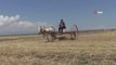 Kuraklığın vurduğu Kars'ta çiftçilerin hasat mesaisi başladı