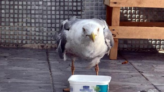 AVCILAR'DA APARTMANIN HAVALANDIRMA BOŞLUĞUNDA MAHSUR KALAN MARTI 6 GÜN SONRA KURTARILDI