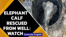 Elephant calf rescued after it fell into well in Karnataka | Oneindia News