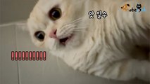 집사 손 물어놓고 놀란 고양이 '멘붕으로 일시정지'