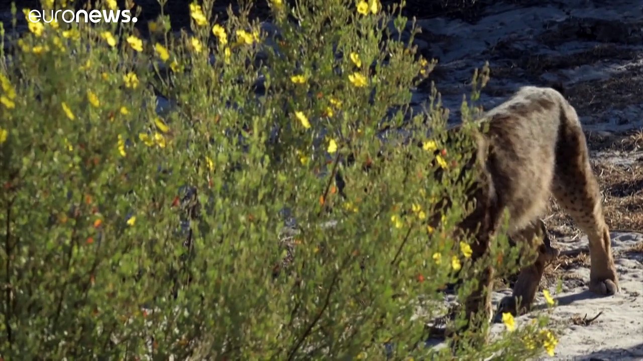 La supervivencia del lince ibérico