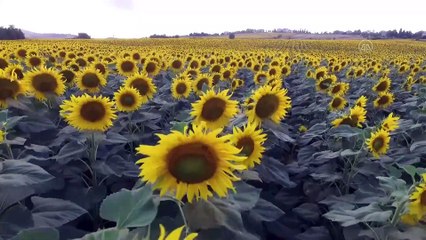 SAMSUN - Ayçiçeği tarlaları doğal fotoğraf stüdyosuna dönüştü