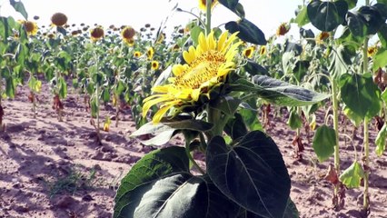 EDİRNE - Sıcaklar nehirlerin su seviyesini düşürürken tarımsal üretimi de olumsuz etkiliyor