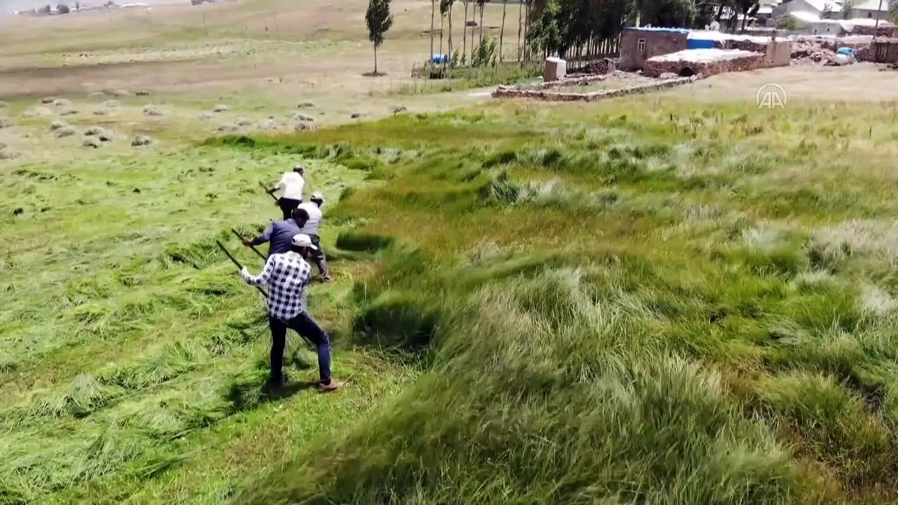 AĞRI - Dağlık köylerde çiftçilerin asırlık tırpanlarla zorlu ot biçme mesaisi