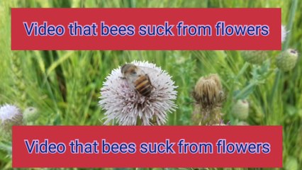 मौरीले फुलबाट रस चुसेको भिडियो||Video that bees suck from flowers