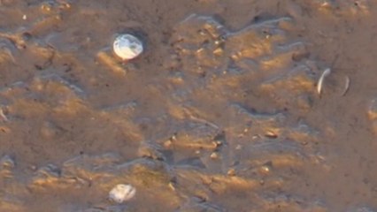 La almeja japónica del Tajo, de un "experimento medioambiental" a tóxica para el consumo