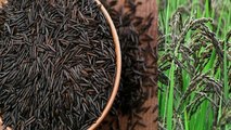 Black Rice क्यों खाने चाहिए । जरुर जान ले इसके फायदों के बारे में । Boldsky