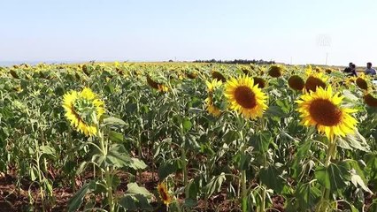 Sarıya bürünen ayçiçeği tarlalarında foto safari düzenlendi