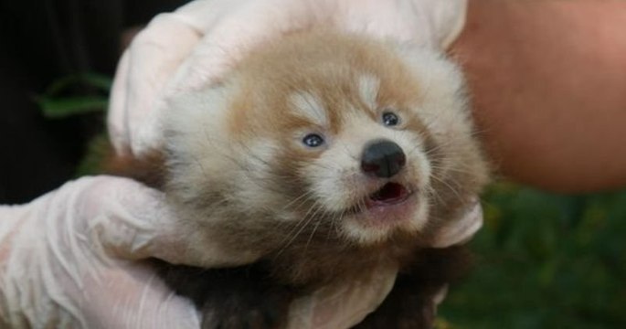 Deux adorables pandas roux sont nés au parc Biotropica