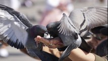 Feeding Wild Pigeons On-road's Footpath | Feeding Pigeons | Kingdom of Awais