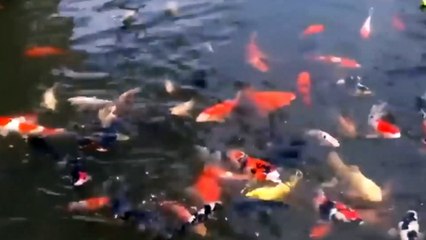 Budidaya Ikan Air Tawar Cukup Menggiurkan Dengan Omset Ratusan Juta Rupiah