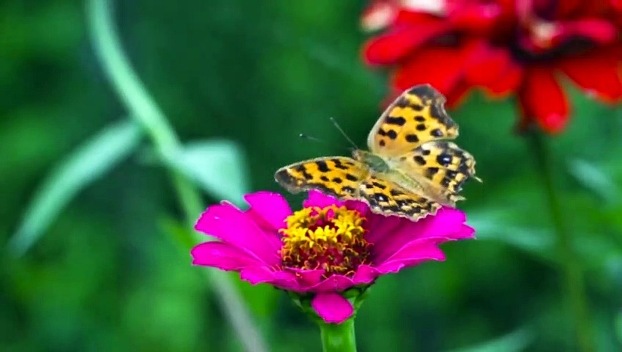 10 Most Beautiful Butterflies