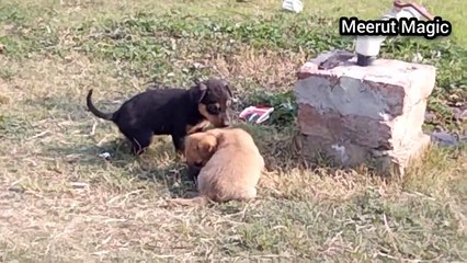कुत्तों के बारे में कुछ रोचक तथ्य
