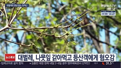 의왕시 청계산, 대벌레 떼로 몸살…긴급 방제 나서